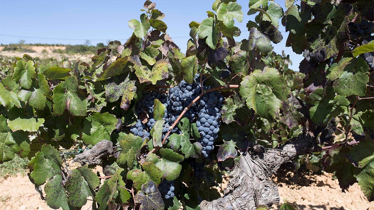 Owning clearance a winery