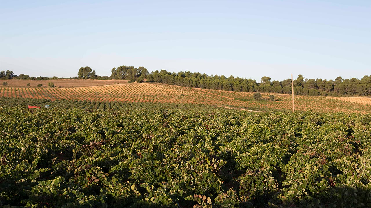 Raisons de vendre votre domaine viticole