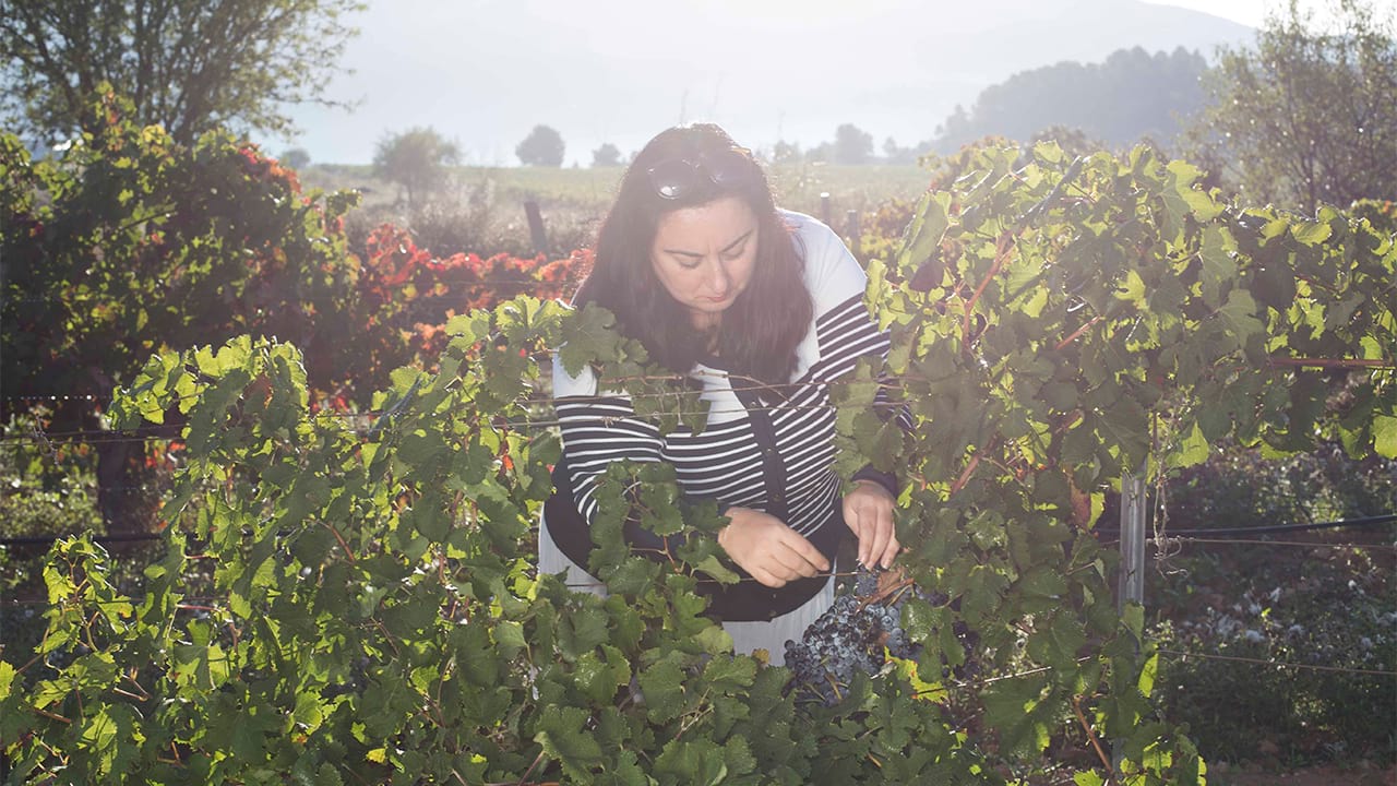 Warum ein Weingut mit Rimontgó kaufen?