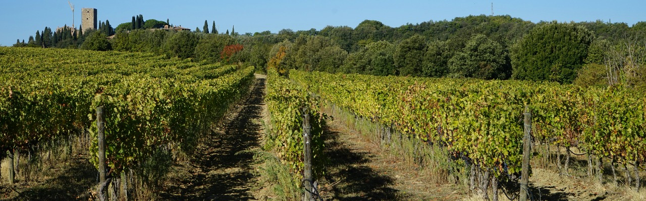 Chianti / Carmignano / S. Gimignano DOGCs