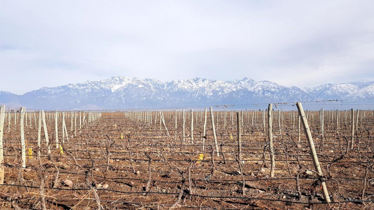 Weingut in Mendoza Este zu verkaufen.