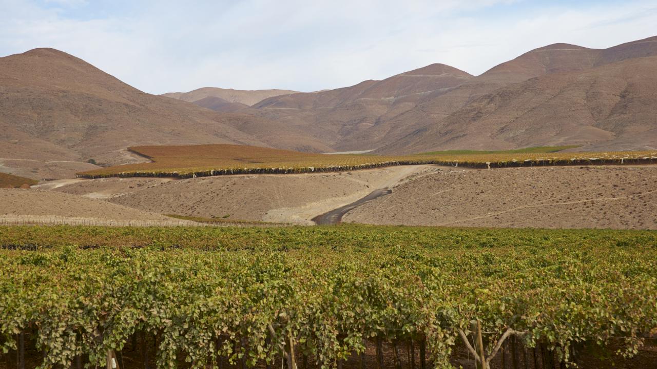 Weiberge in der Provinz Copiapó, Chile, zu verkaufen.