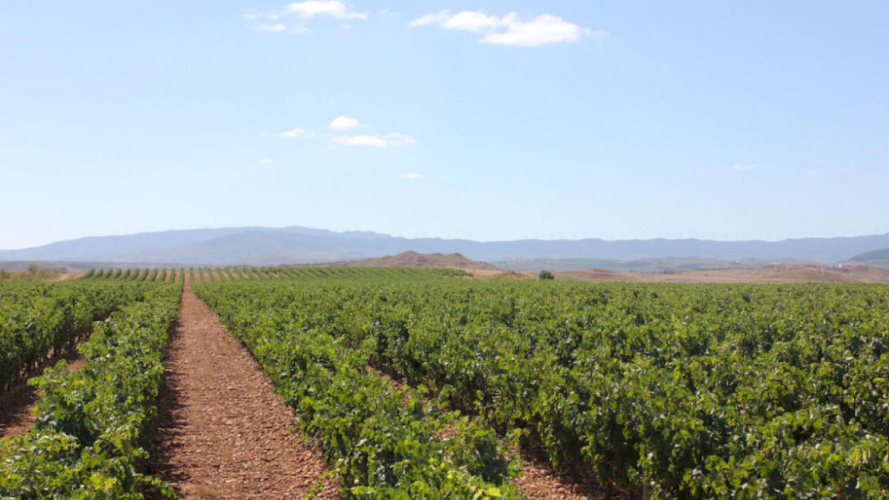 Winery for sale with vineyard in la Rioja.
