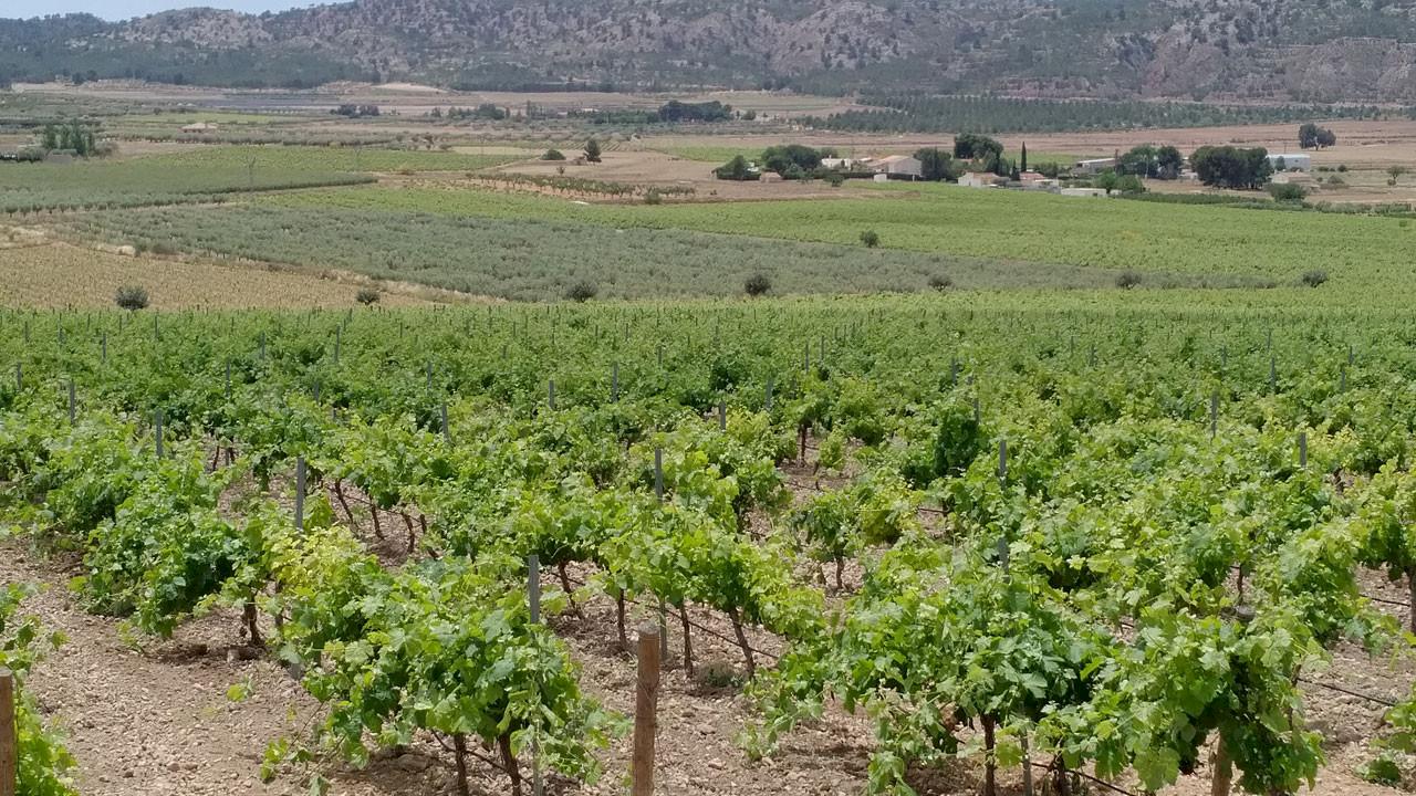 Complexe de caves viticoles de renommée internationale à Murcia.