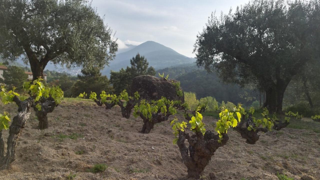 Vende-se adega com vinhas velhas da Garnacha.