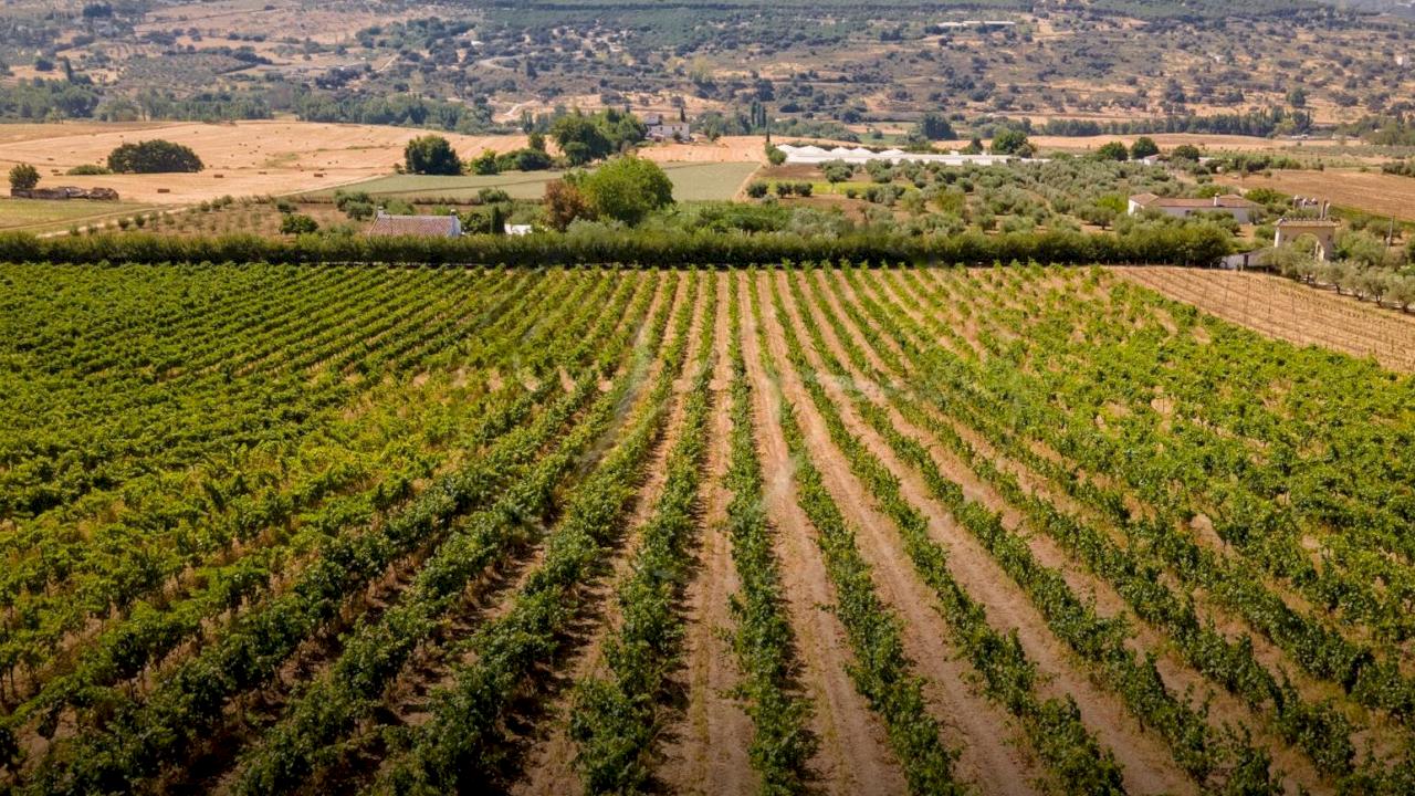 Winery with hotel for sale in Málaga.