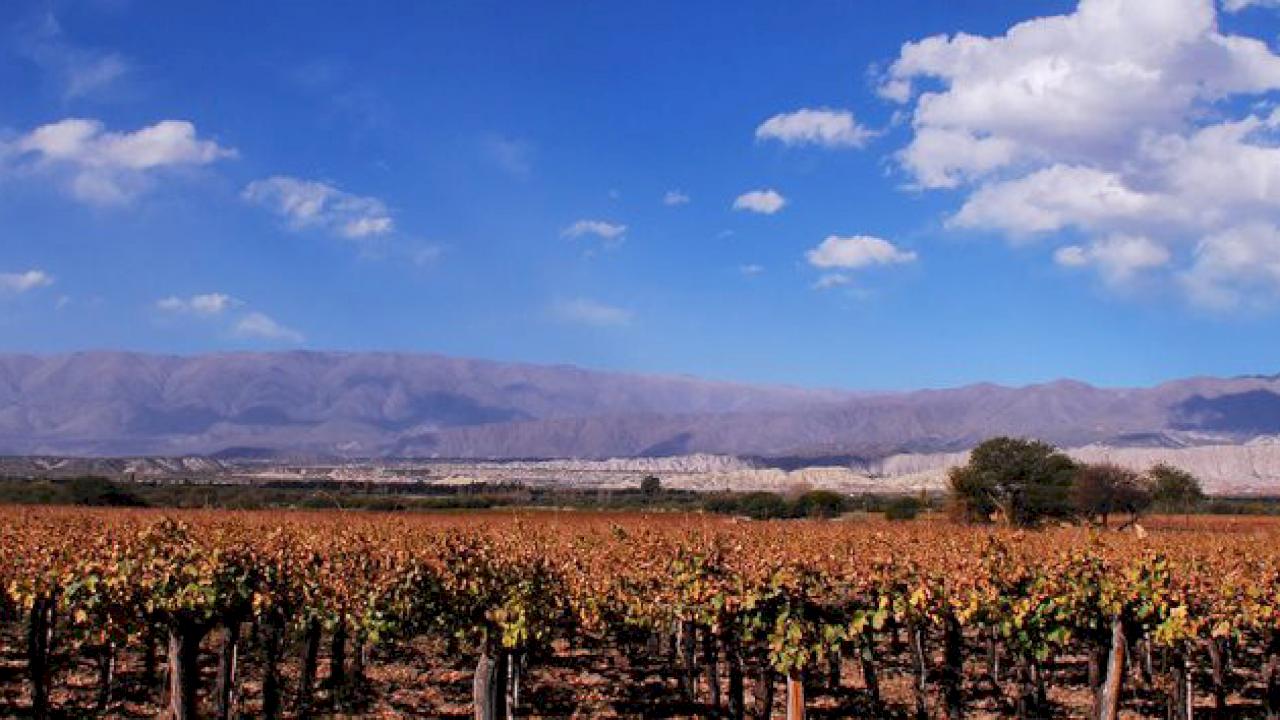 Bodega con viñedos en venta en Catamarca, Argentina.