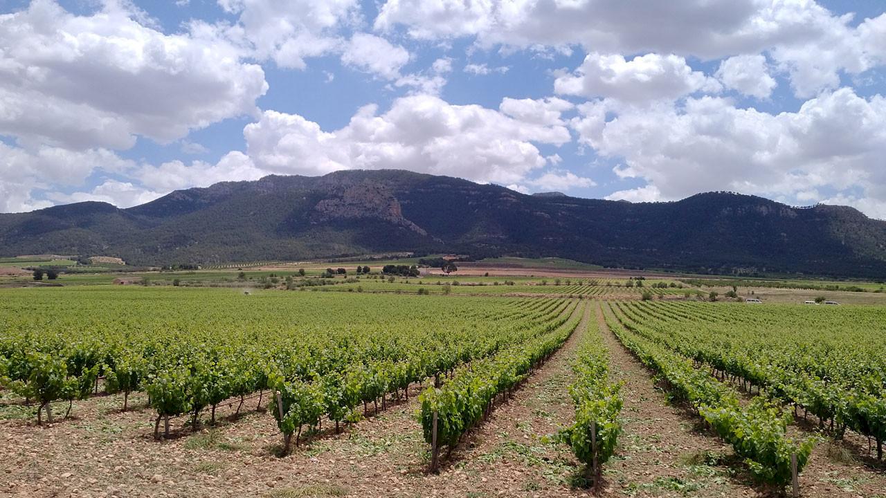 Weingut mit Weinbergen in DO Jumilla zu verkaufen.