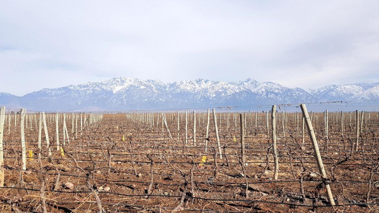 Winiarnia w Mendoza Este na sprzedaż