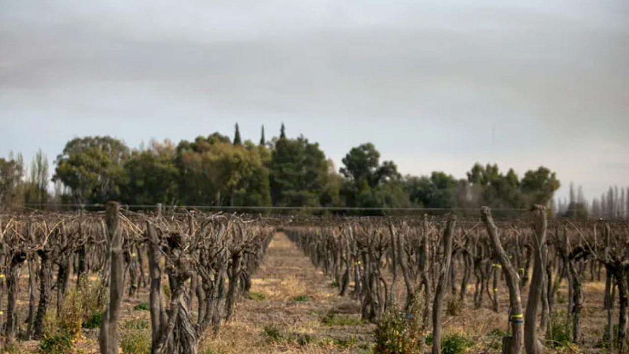 Vente d'un domaine viticole en Argentine.