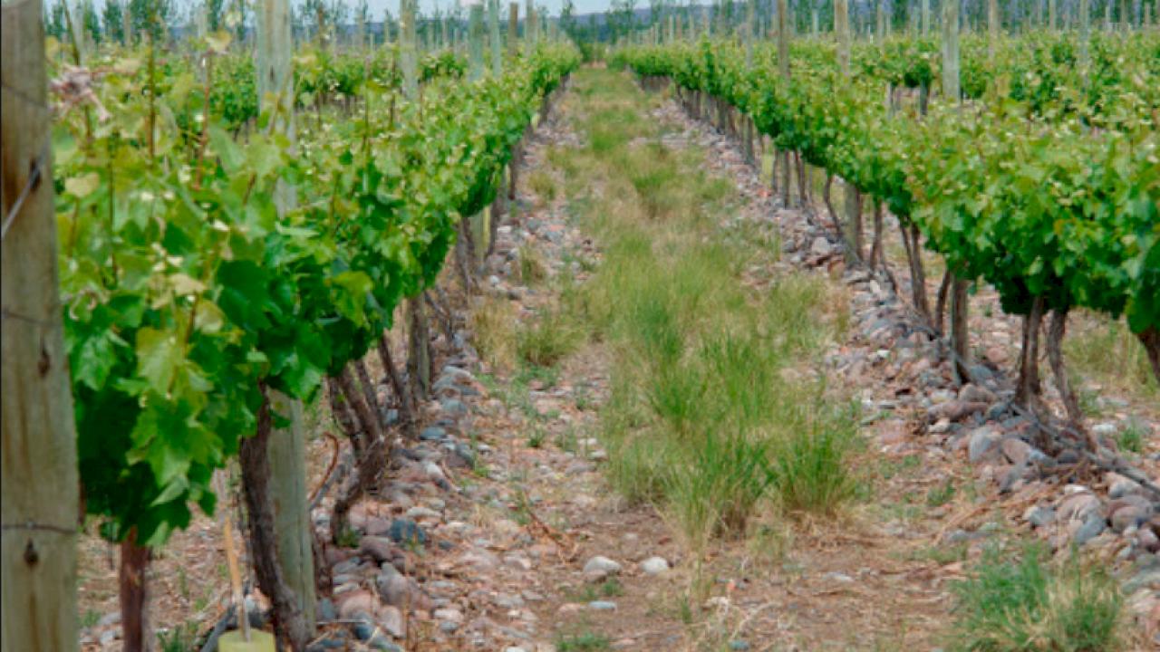 Domaine viticole avec une grande capacité de production et 3 ha de vignes.