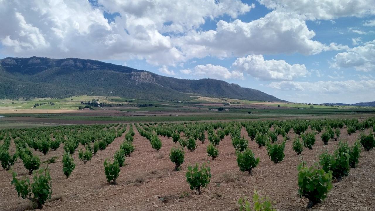 Small winery with vineyards in DO Jumilla.
