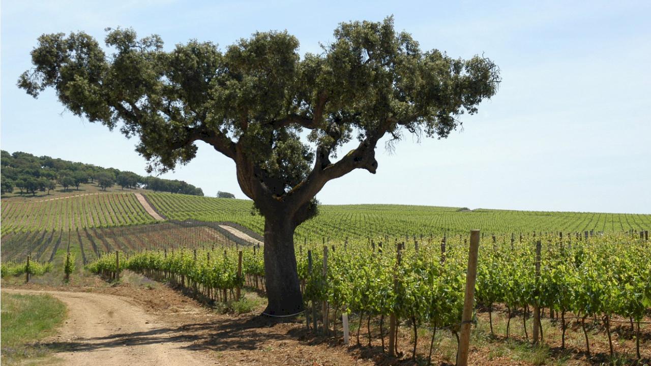 Estate with 64 ha, 20 ha of vineyards.