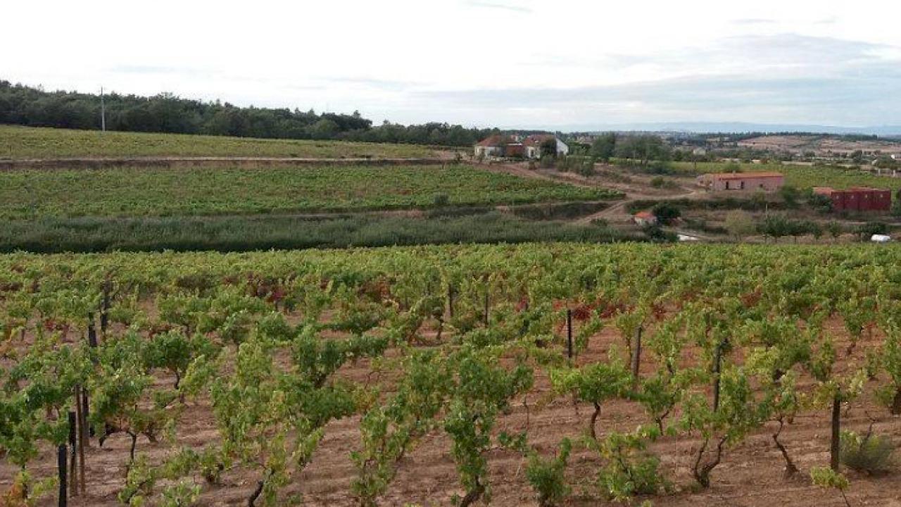 Estate with 25 ha of  vineyards and 10 more to be planted.