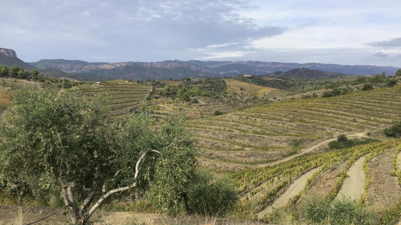 Vineyards with French and local variteties