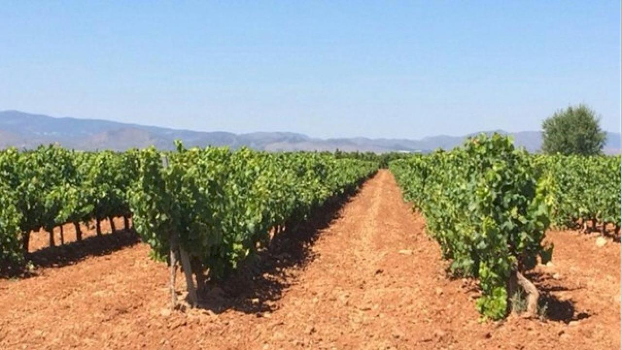 Weinberg von 173 Hektar in DO Cariñena.