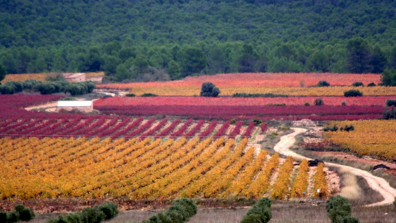 215 ha of vineyards in DO Valencia