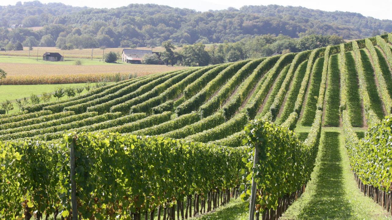 Domaine viticole avec vignoble