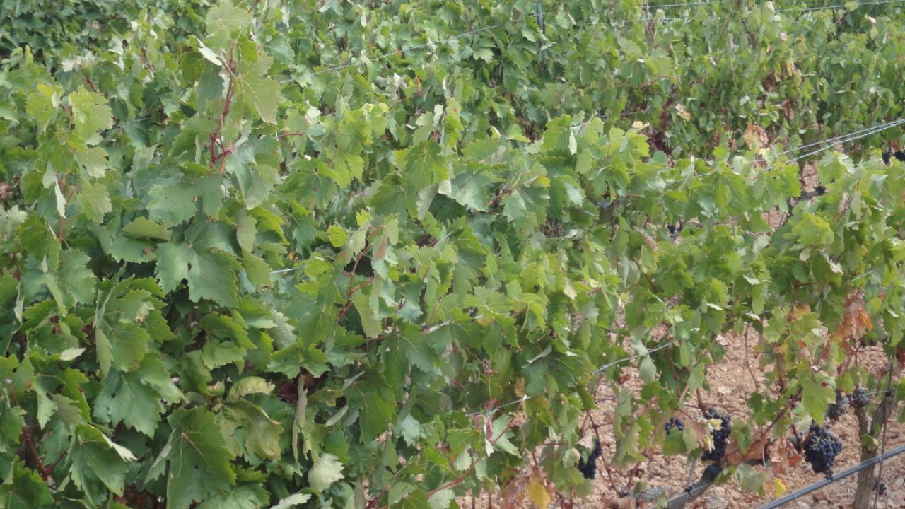 Kleines ökologisches Weingut in DO Ribera del Duero.