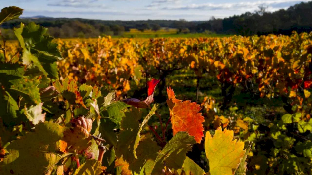 Propriété viticole avec 10 ha dont 2 ha de vignes