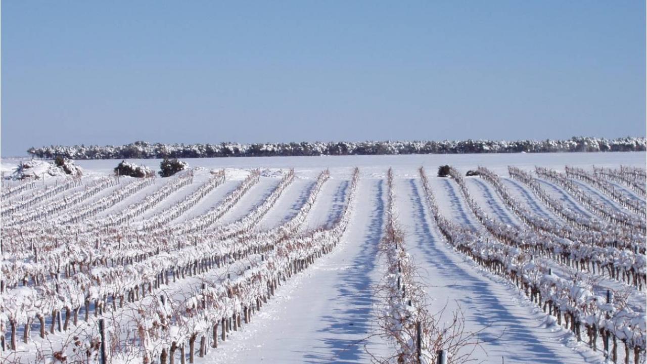 Cave viticole dans la DO La Mancha avec 60 ha de vignes.