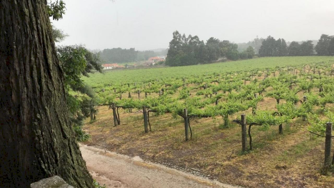Estate with 7 ha planted with albariño.