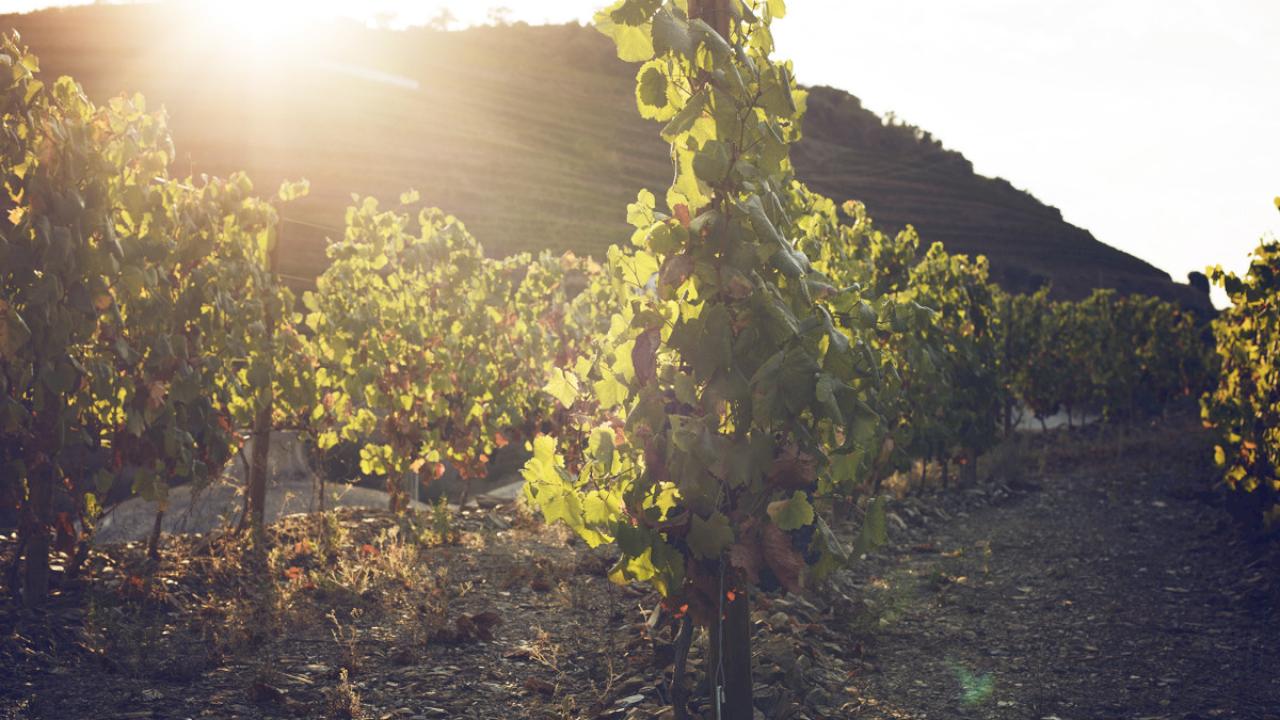 Domaine viticole avec maison et 12 ha de vignes