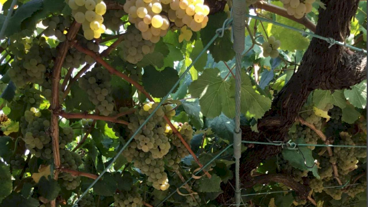 Villetta di 5 camere a DO Rias Baixas con 1,2 ha di vigneti.