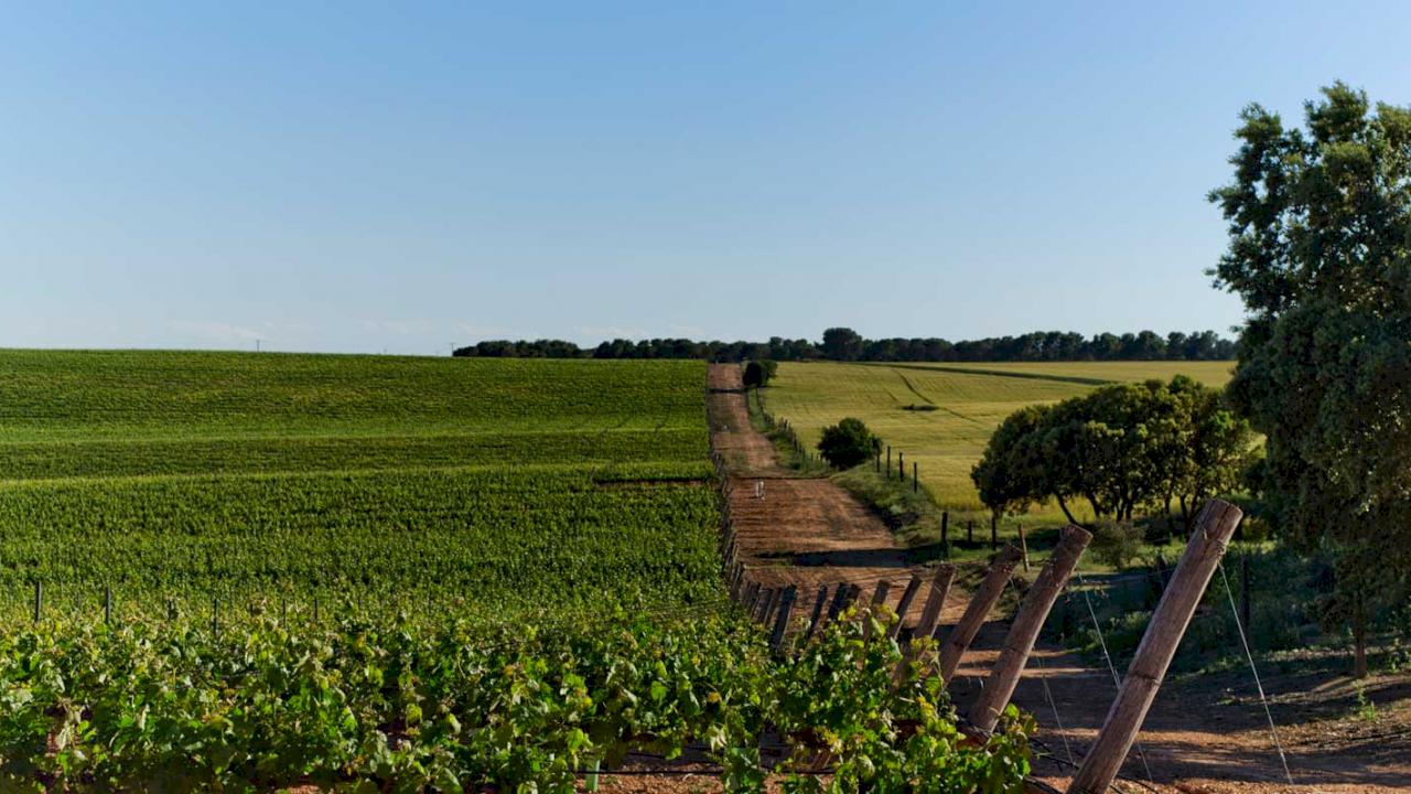 Cava winery with vines in DO La Mancha.