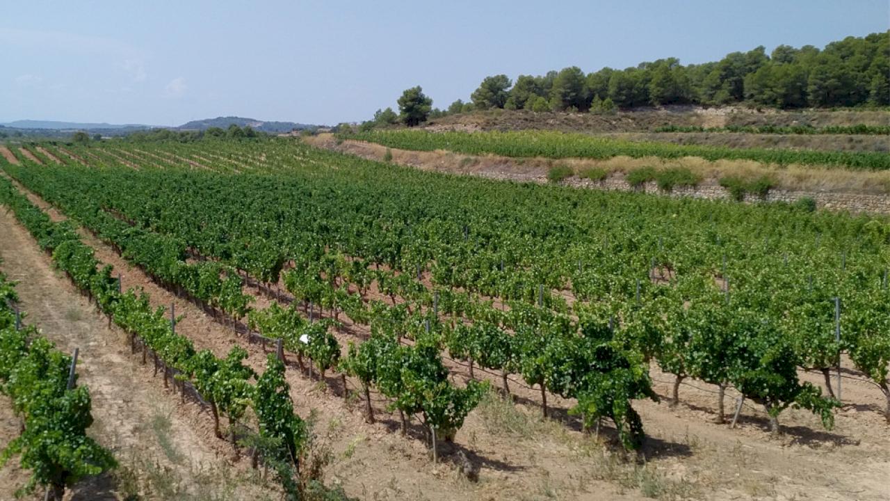 9 hectares de vigne