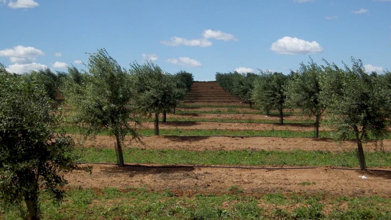 Bauernhof mit Olivenbäumen und Viehbestand von 800 ha