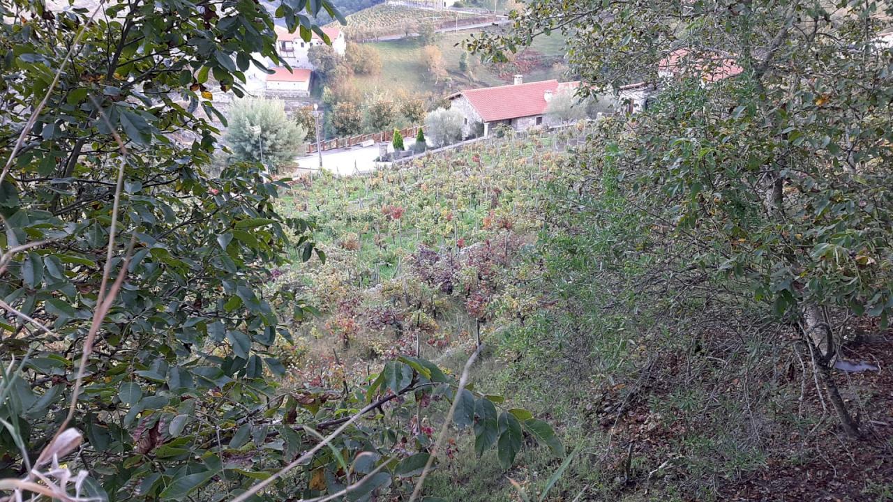 Winery with house and 6 ha in Chantada.