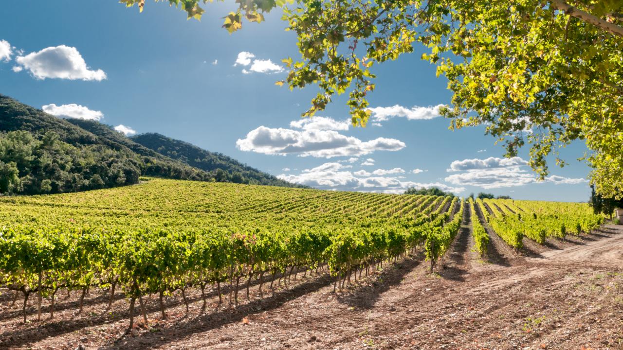Domaine viticole avec 37 ha de vignes.