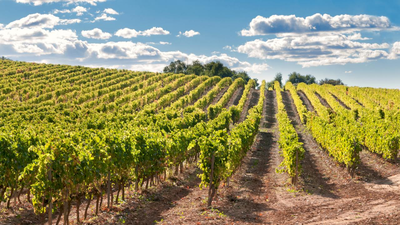 Domaine viticole avec 21 ha de vignes près de Lisbonne.