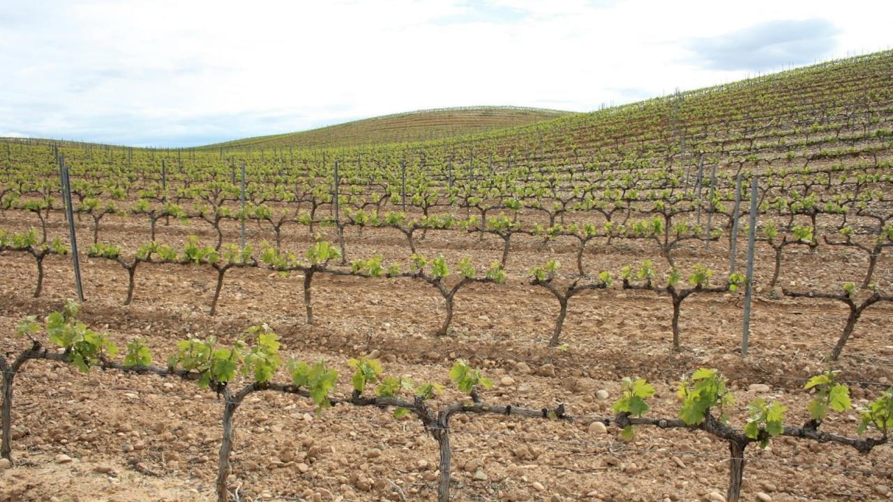 Domaine viticole avec important capacité de production.
