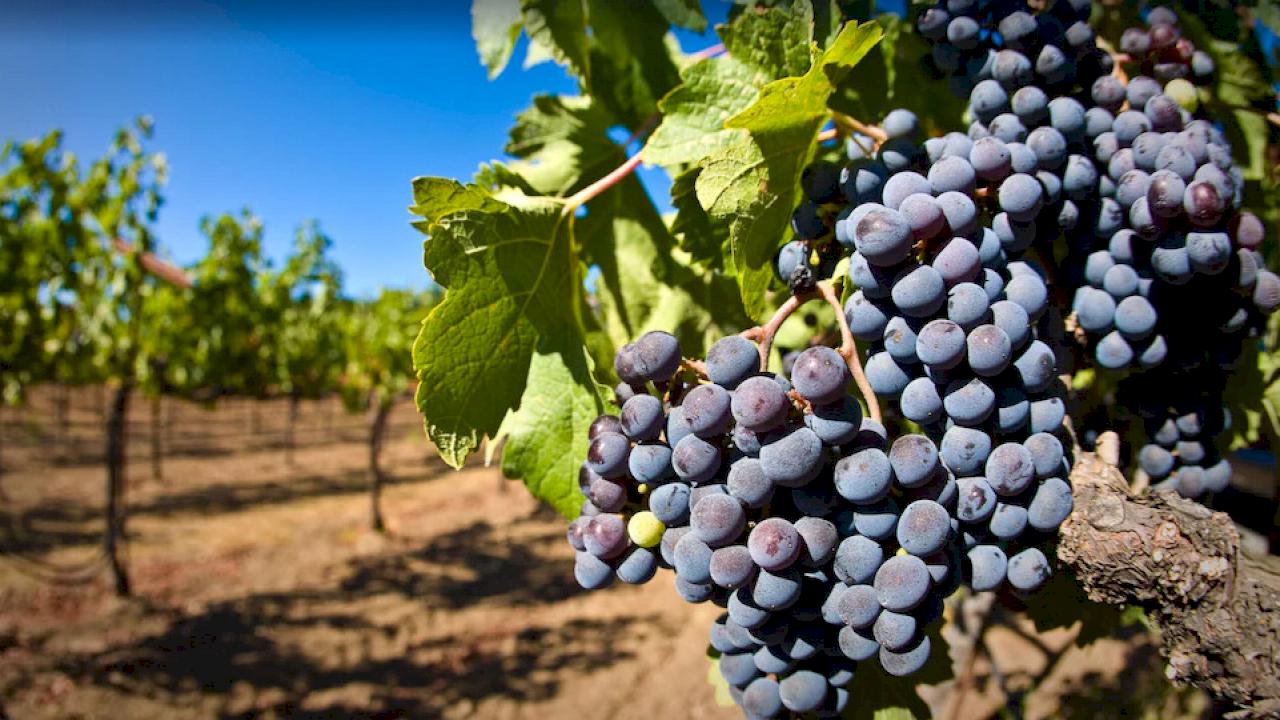 Domaine viticole dans l'Alentejo avec maison et 80 ha de vignes et autres cultures..