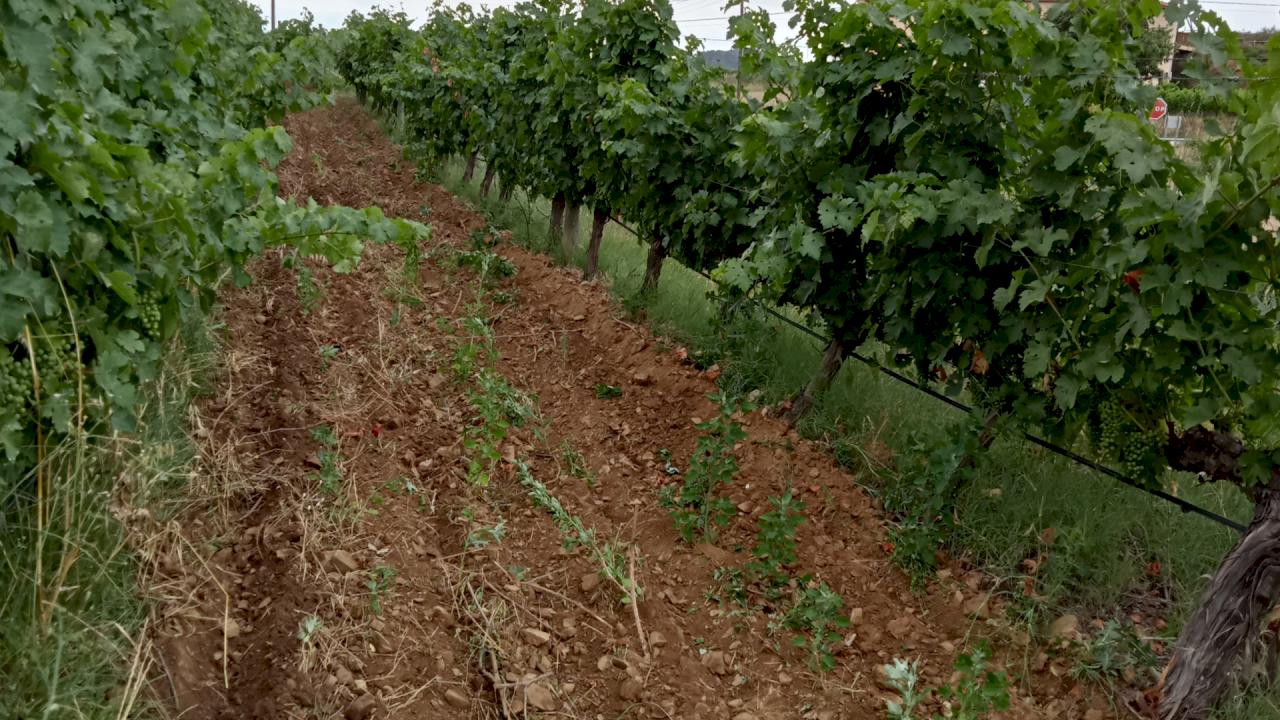 Petit domaine viticoles avec 3.5 ha de vignes