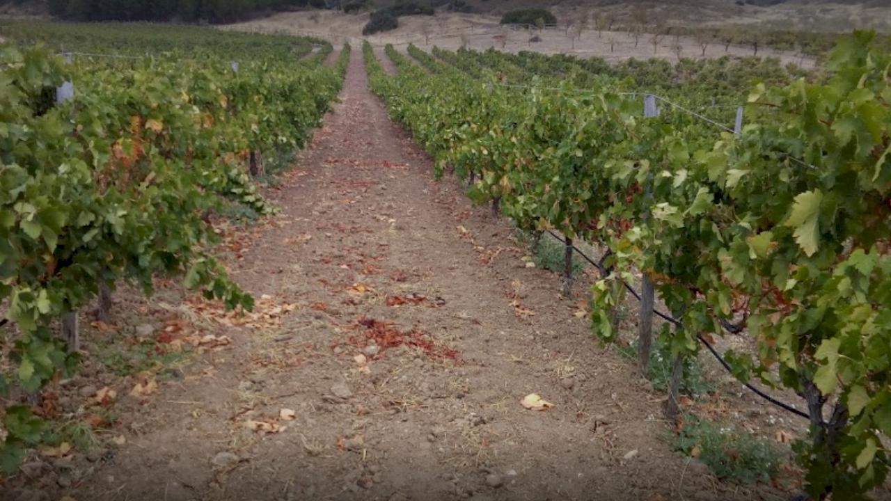 60 ha of vines in the same plot