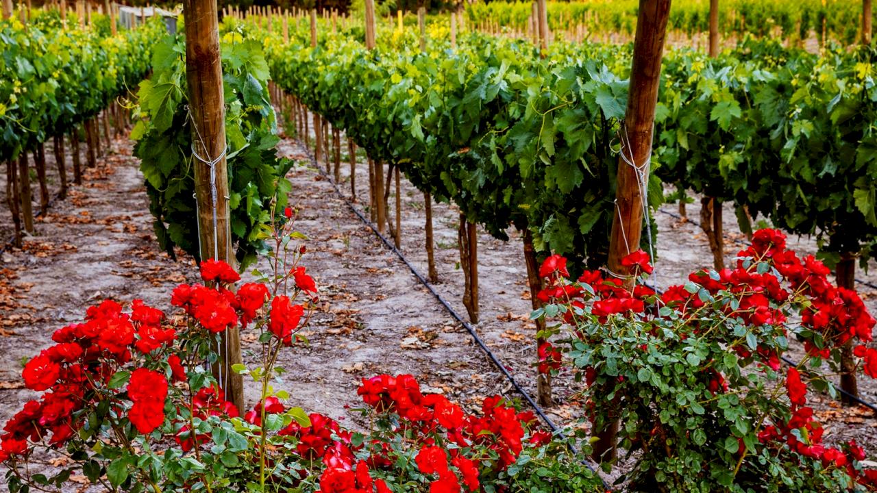 Domaine viticole biologique avec 3,5 ha de vignes à proximité de l'océan Pacifique.