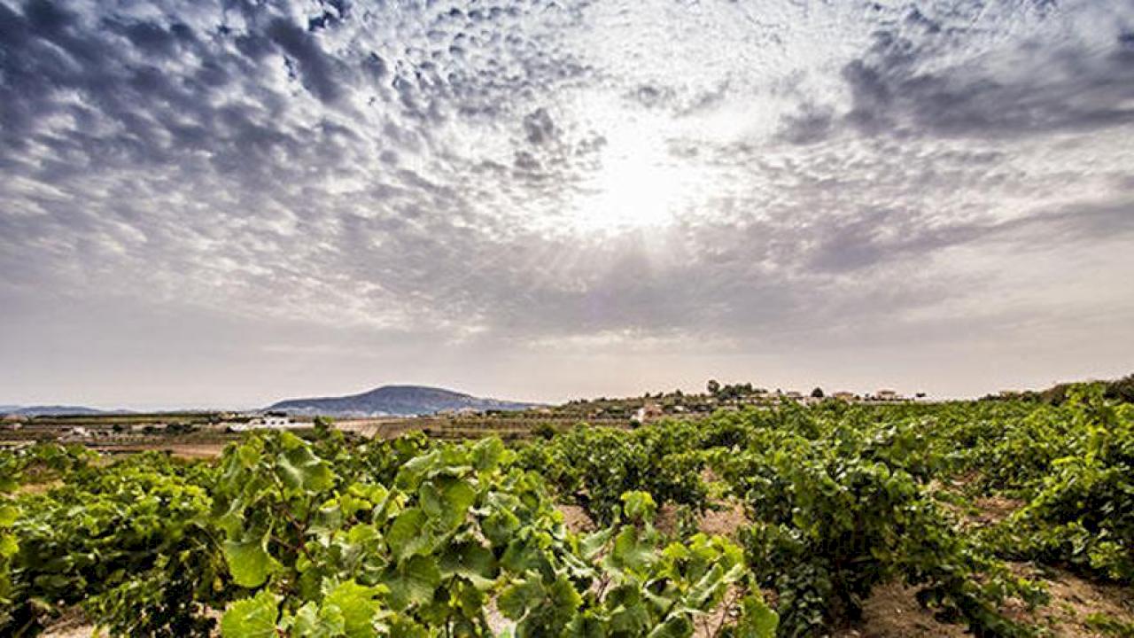 Grande magazzino per un'azienda vinicola nell'epicentro del mondo del vino ad Alicante.
