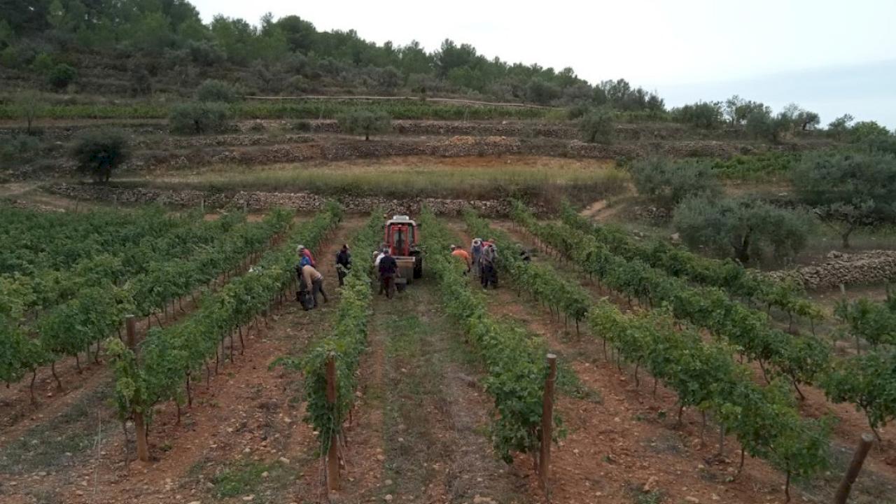 Nouvelle Masía entièrement rénovée avec vignes et oliviers.