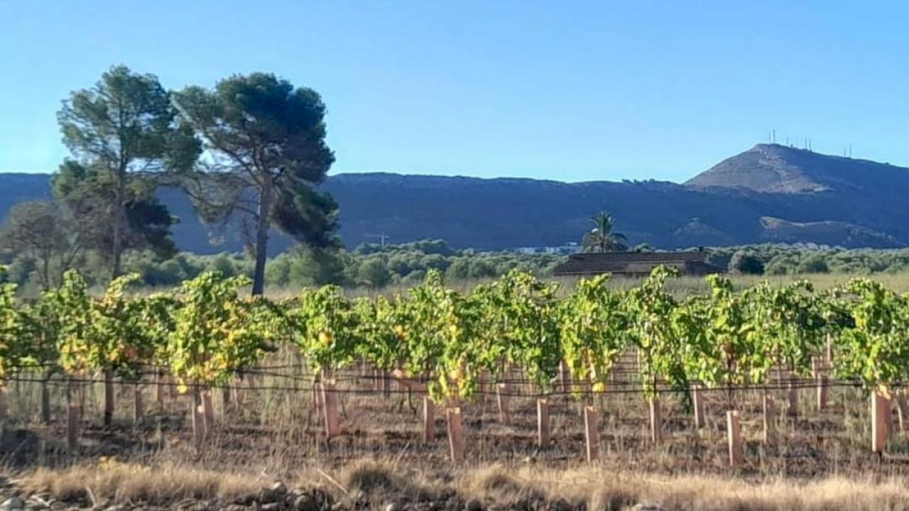 Proyecto de bodega en zona de mar muy turística busca socio inversor