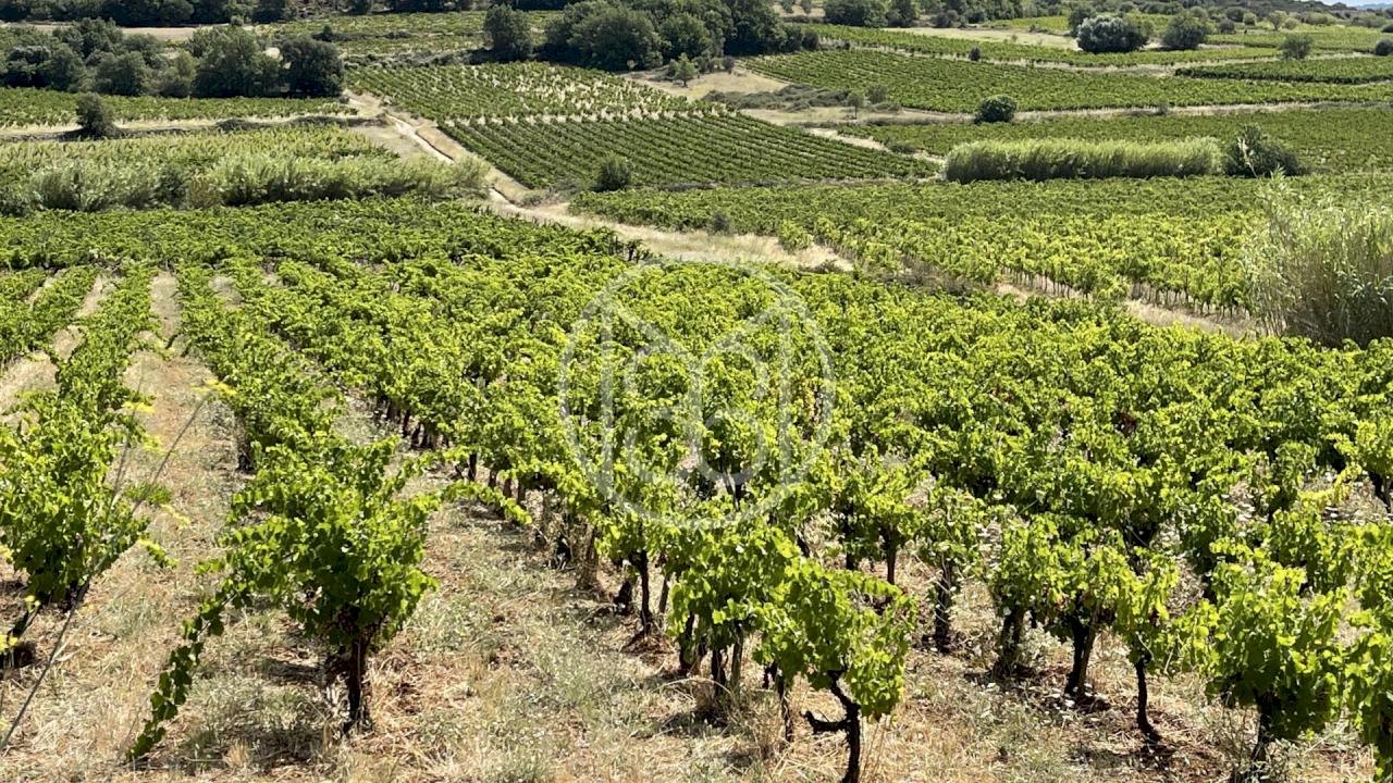 Domaine viticole avec maison et 10 ha en BIO