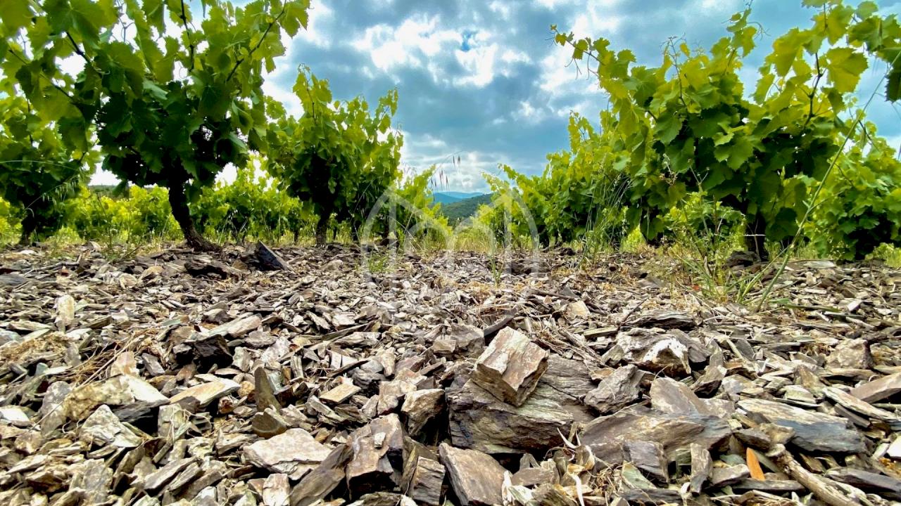 Weingut mit 10 Hektar ökologischen Weinbergen und Apartments für den Weintourismus