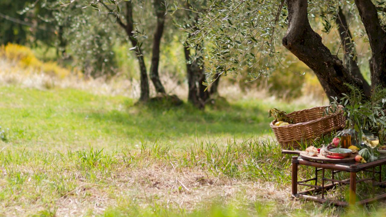 Mansión con 72 ha de viñas y olivos.