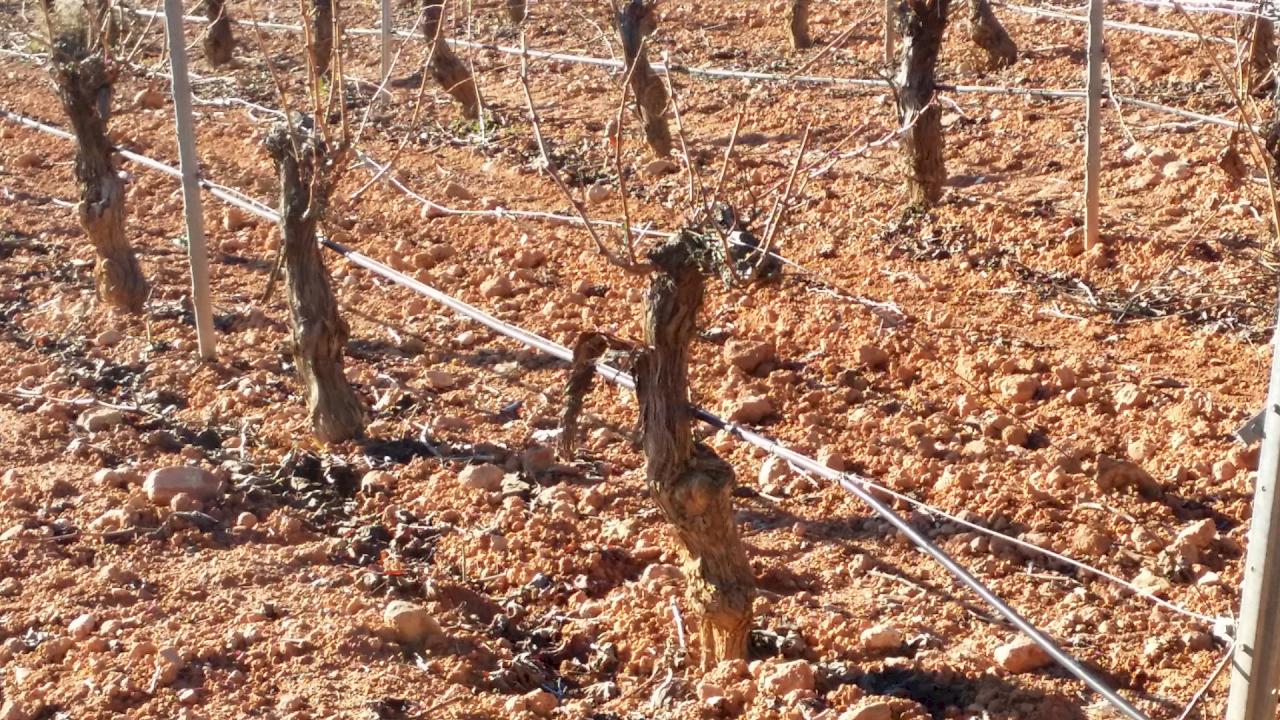 Vinícolas com 18 hectares de vinhedos