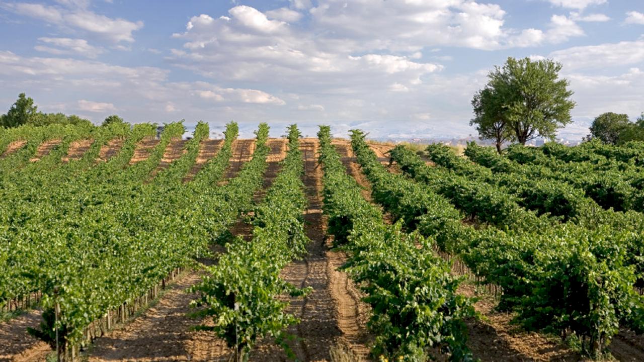 Cortijo with 400 ha of vineyards and olive trees.