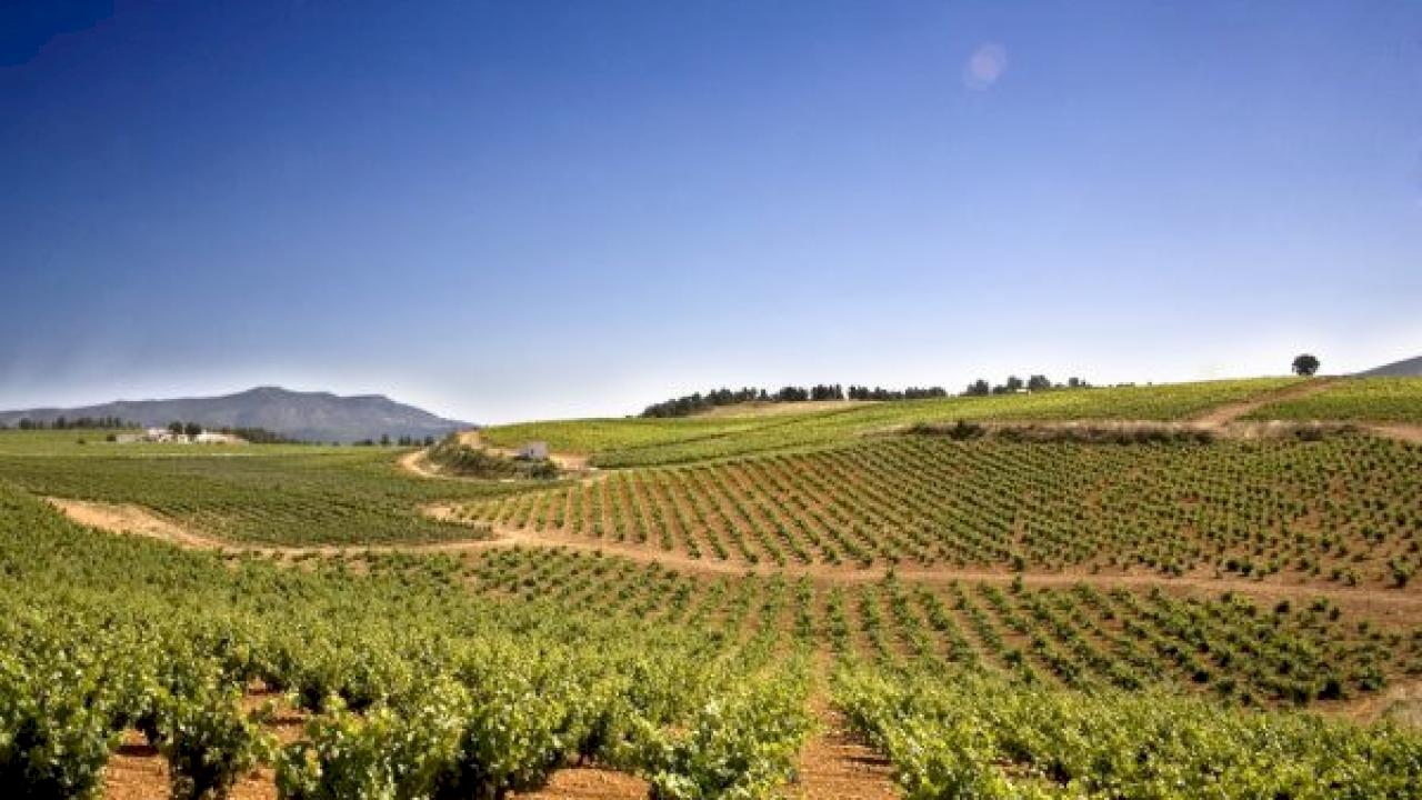 Vineyards for sale in DO Utiel Requena.