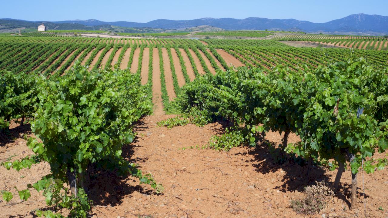 Cortijo with winery and 50 ha in ecological.