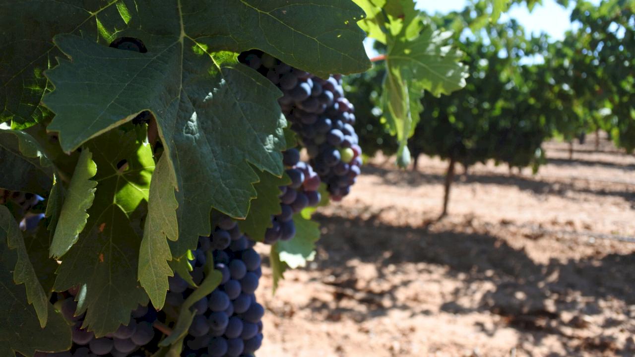 Grand complexe viticole et touristique avec 150 hectares de vignes de différentes variétés